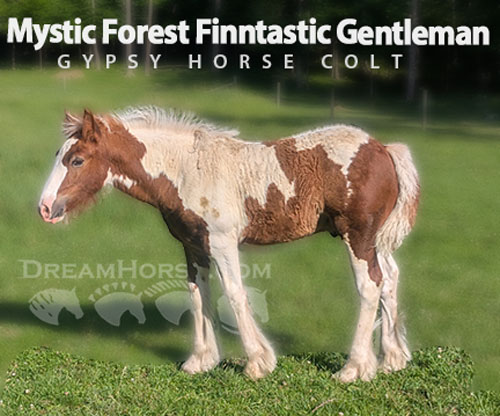 Horse ID: 2300005 Mystic Forest Finntastic Gentleman