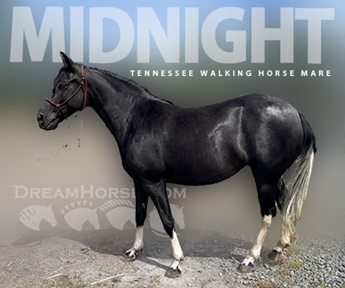 Horse ID: 2300014 Midnight