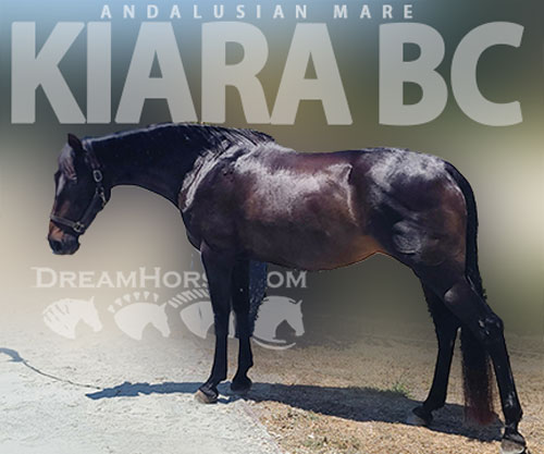 Horse ID: 2300049 Kiara BC
