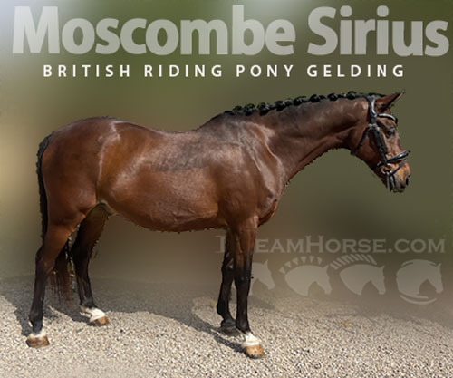Horse ID: 2300074 Moscombe Sirius