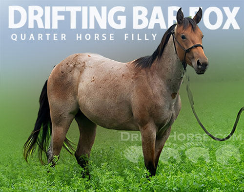 Horse ID: 2300170 DRIFTING BAR FOX