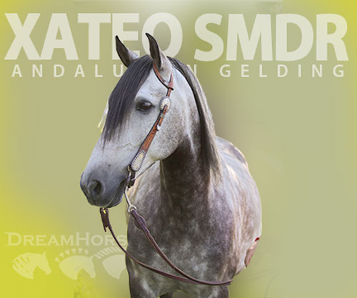 Horse ID: 2300250 Xateo SMDR