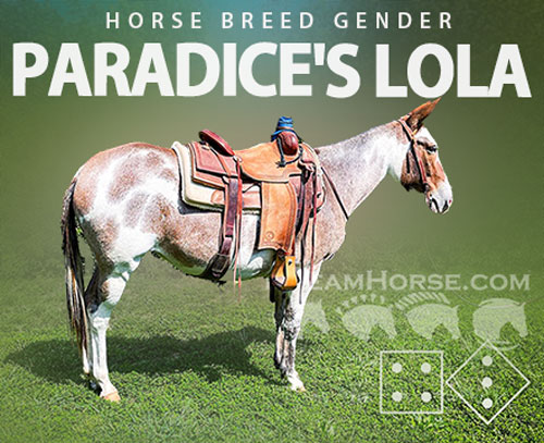 Horse ID: 2300266 PARADICE'S LOLA