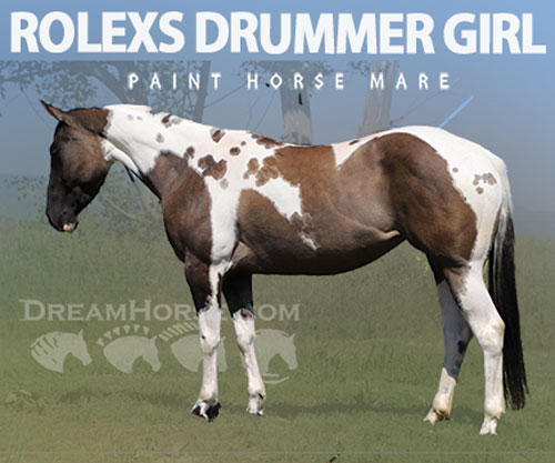 Horse ID: 2300282 ROLEXS DRUMMER GIRL