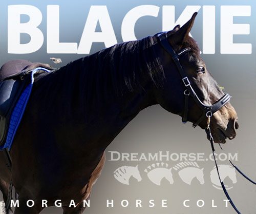 Horse ID: 2300354 Blackie