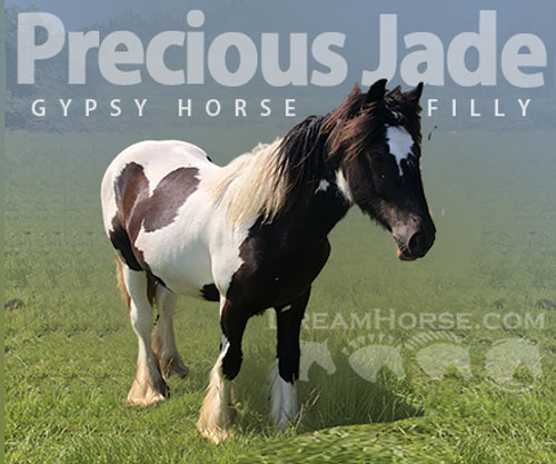 Horse ID: 2300385 Precious Jade
