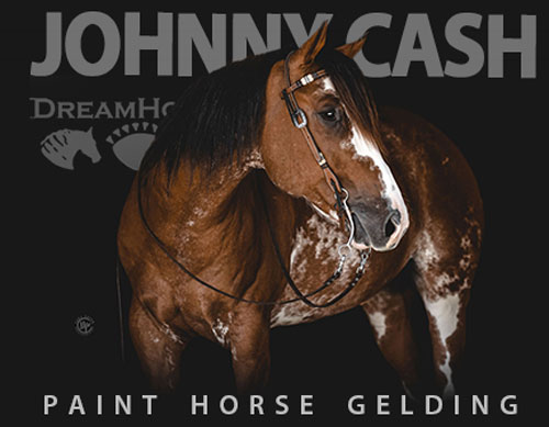 Horse ID: 2300386 JOHNNY CASH