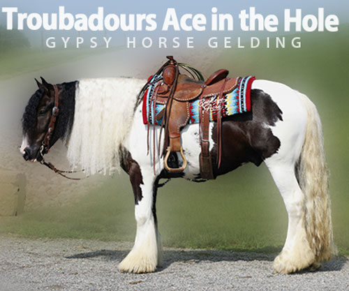 Horse ID: 2300396 Troubadours Ace in the Hole