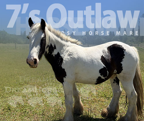Horse ID: 2300410 7’s Outlaw