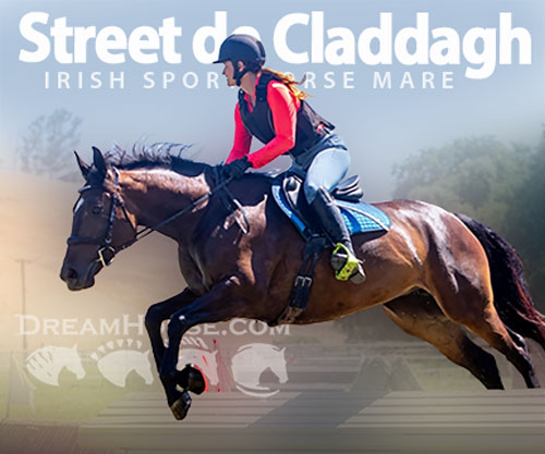 Horse ID: 2300415 Street de Claddagh