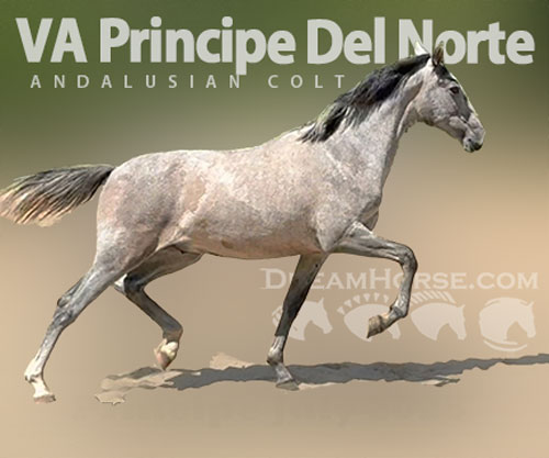 Horse ID: 2300435 VA Principe Del Norte