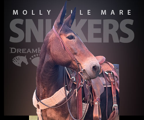 Horse ID: 2300438 SNICKERS