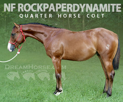 Horse ID: 2300468 NF RockPaperDynamite