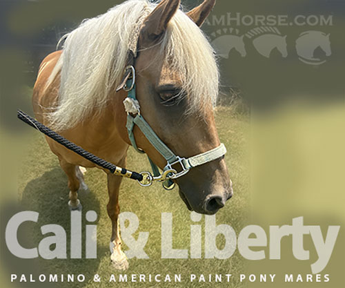 Horse ID: 2300516 Cali & Liberty