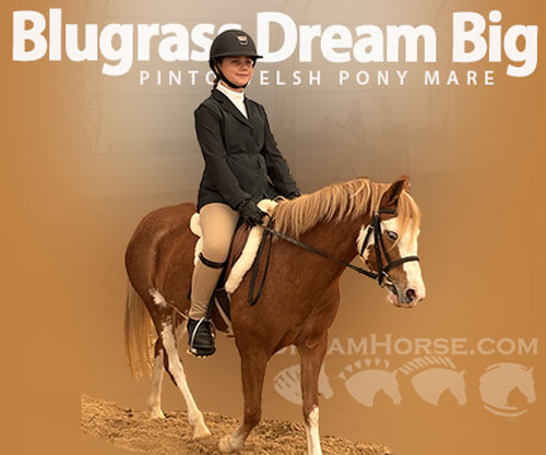 Horse ID: 2300606 Blugrass Dream Big