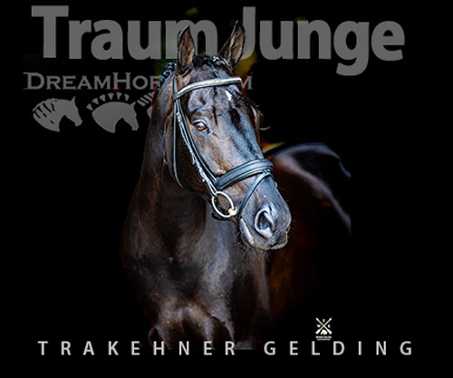Horse ID: 2300618 Traum Junge