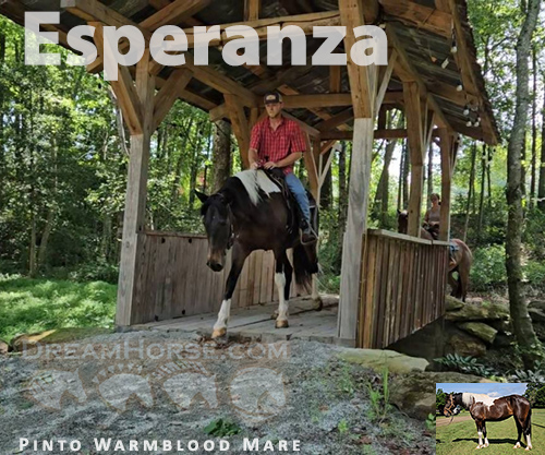 Horse ID: 2300670 www.horsesandponies.us