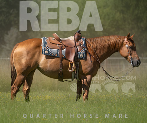 Horse ID: 2300720 Reba