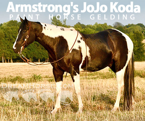 Horse ID: 2300732 Armstrong's JoJo Koda