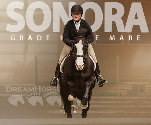 Horse ID: 2300808 Sonora