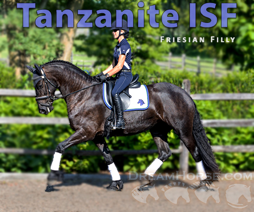 Horse ID: 2300845 Tanzanite ISF
