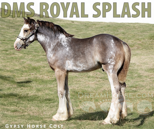 Horse ID: 2300855 DMS ROYAL SPLASH