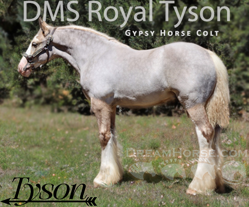 Horse ID: 2300857 DMS Royal Tyson