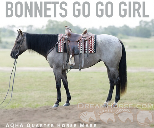 Horse ID: 2300908 BONNETS GO GO GIRL