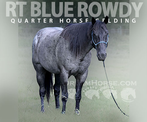 Horse ID: 2300961 RT BLUE ROWDY