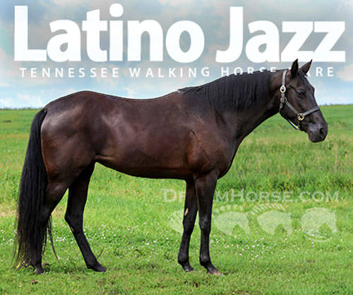 Horse ID: 2300962 Latino Jazz