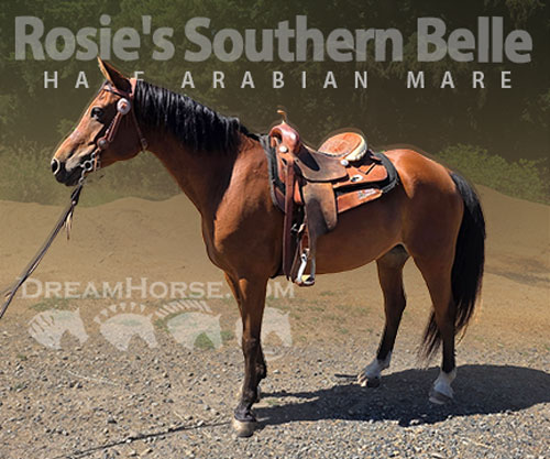 Horse ID: 2301064 Rosie's Southern Belle