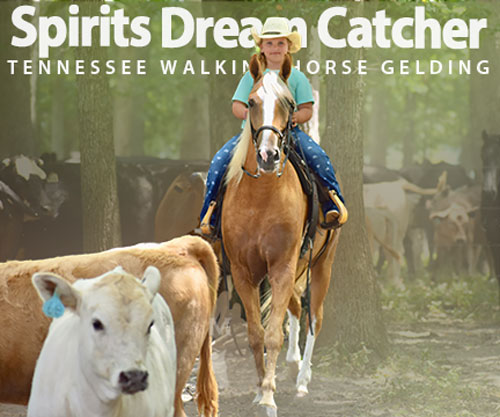 Horse ID: 2301080 Spirits Dream Catcher RRR
