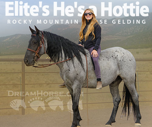 Horse ID: 2301081 Elite's He's a Hottie