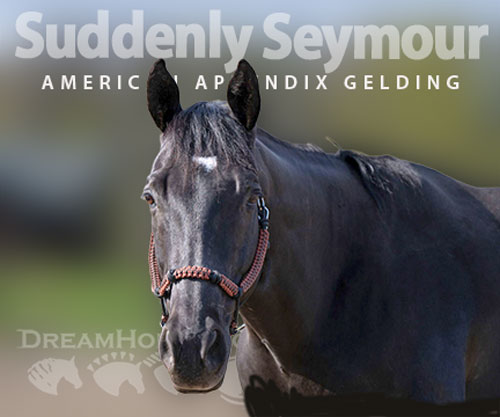 Horse ID: 2301112 Suddenly Seymour