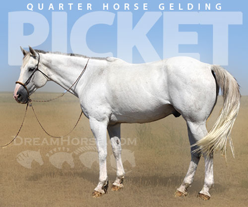 Horse ID: 2301157 Picket