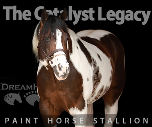 Horse ID: 2301202 The Catalyst Legacy