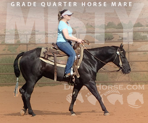 Horse ID: 2301226 Misty