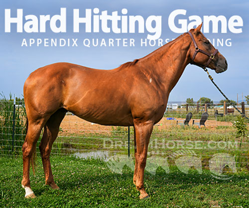 Horse ID: 2301252 Hard Hitting Game