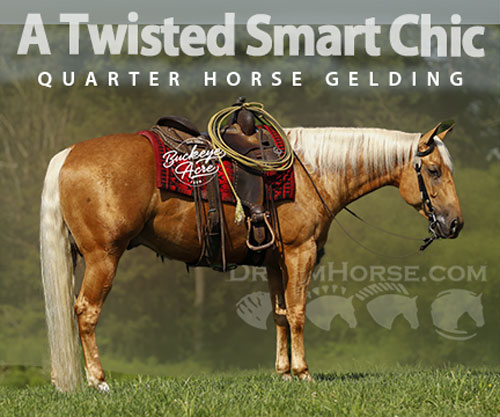 Horse ID: 2301279 A Twisted Smart Chic