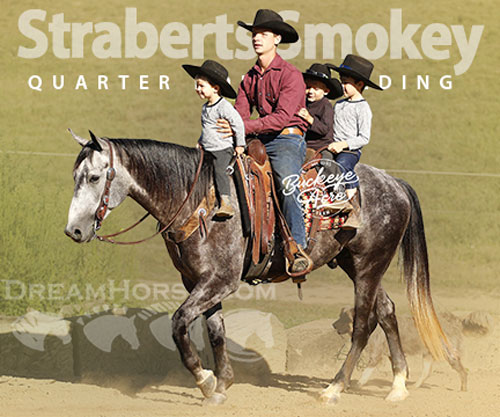 Horse ID: 2301280 Straberts Smokey