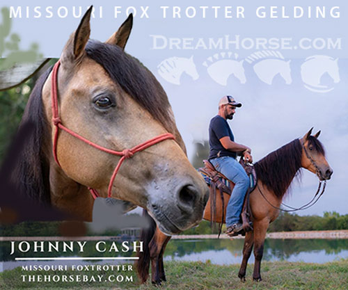Horse ID: 2301283 Johnny Cash