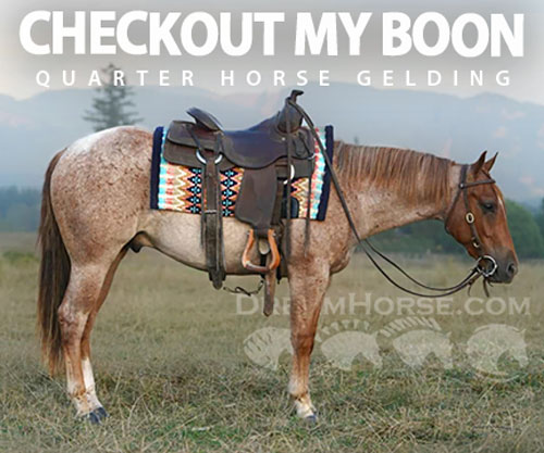 Horse ID: 2301447 CHECKOUT MY BOON