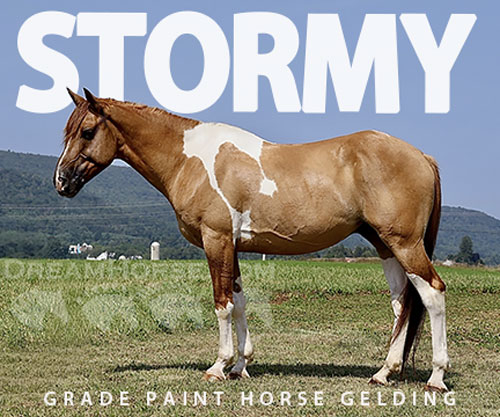 Horse ID: 2301497 Stormy