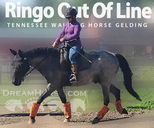 Horse ID: 2301499 Ringo Out Of Line