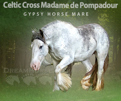 Horse ID: 2301522 Celtic Cross Madame de Pompadour