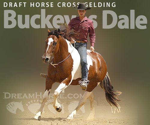 Horse ID: 2301588 Buckeyes Dale