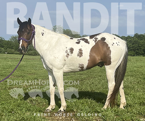Horse ID: 2301624 Bandit