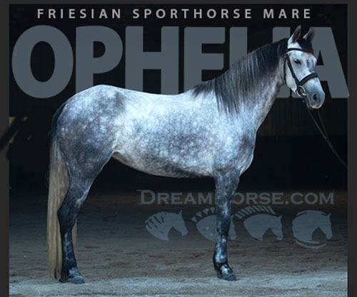 Horse ID: 2301626 Ophelia