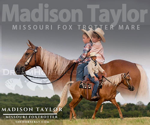 Horse ID: 2301645 Madison Taylor