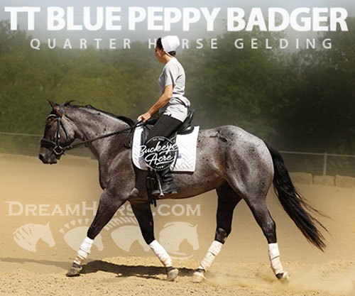 Horse ID: 2301682 TT Blue Peppy Badger